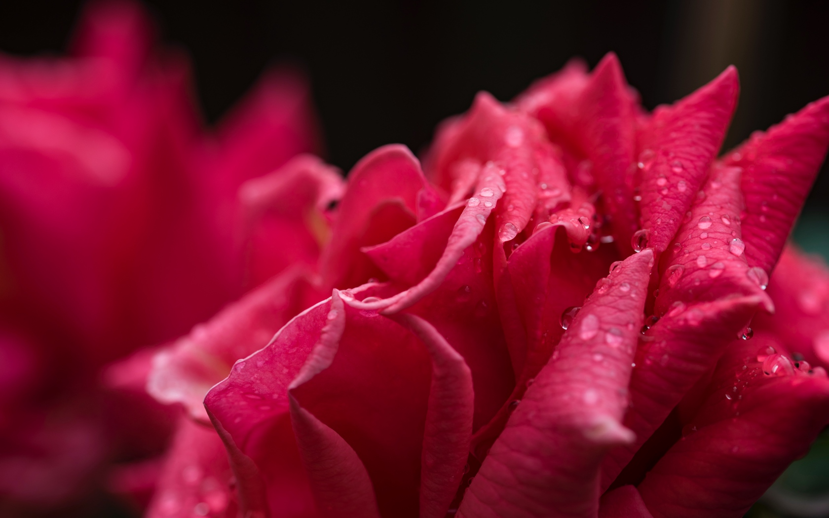 Wallpaper Rose, Petals, Drops - רקעים למחשב של ורדים - HD Wallpaper 