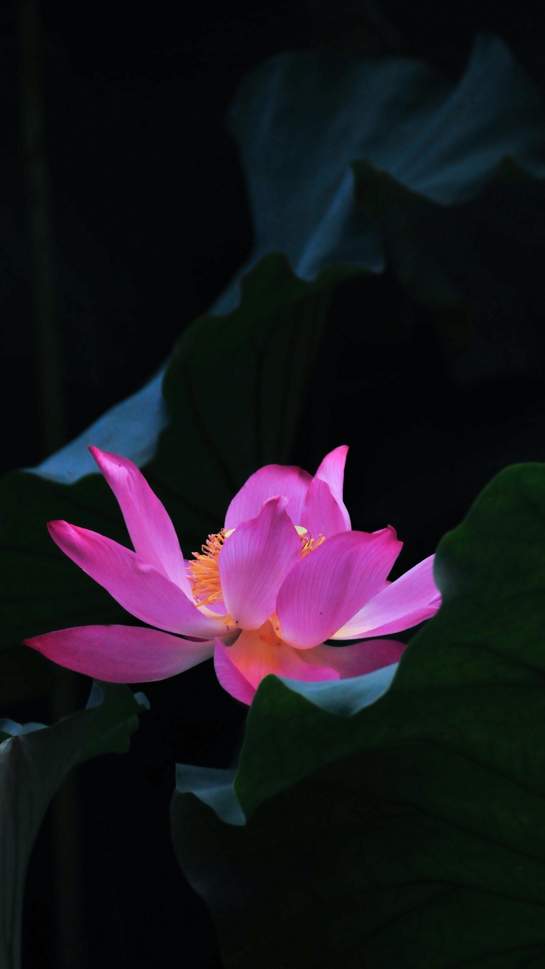 Wallpaper Lotus, Flower, Leaves, Petals - One Flower Background Lotus - HD Wallpaper 