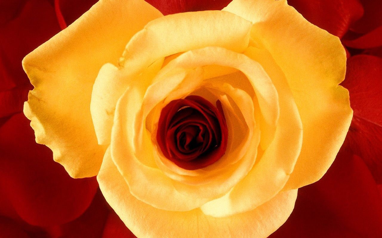 Flowers - HD Wallpaper 