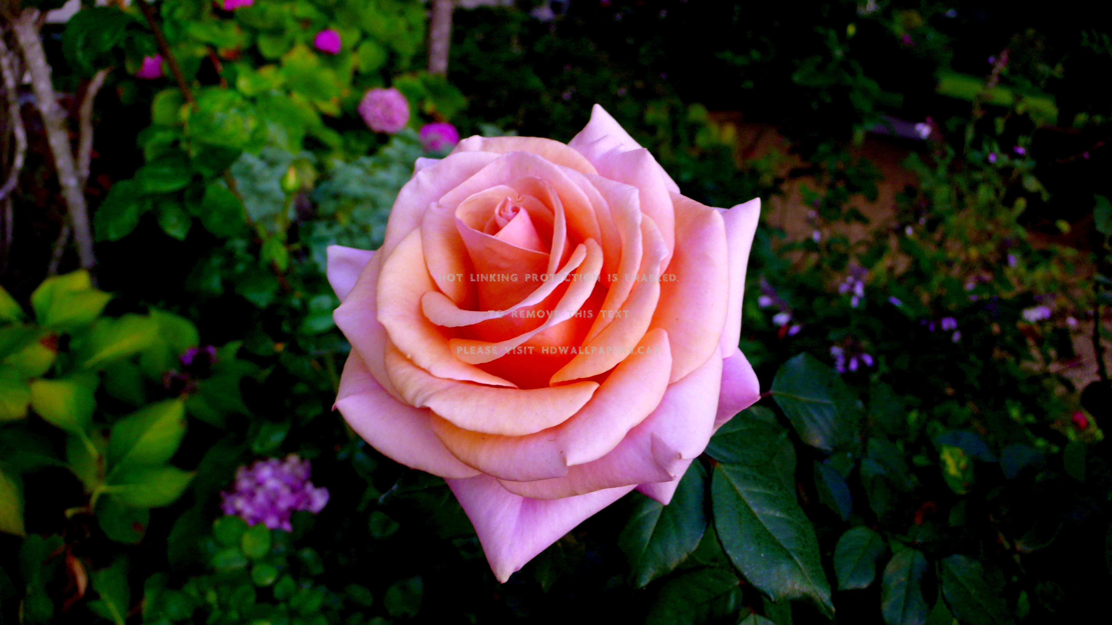 Pretty Rose Flower Nature Swirl Pink - Garden Roses - HD Wallpaper 