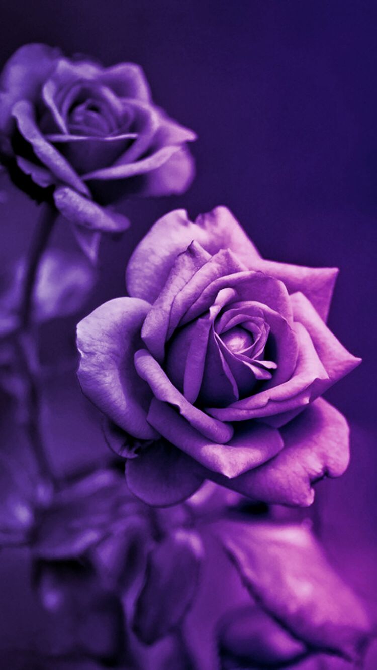 Purple Wallpaper Roses - HD Wallpaper 