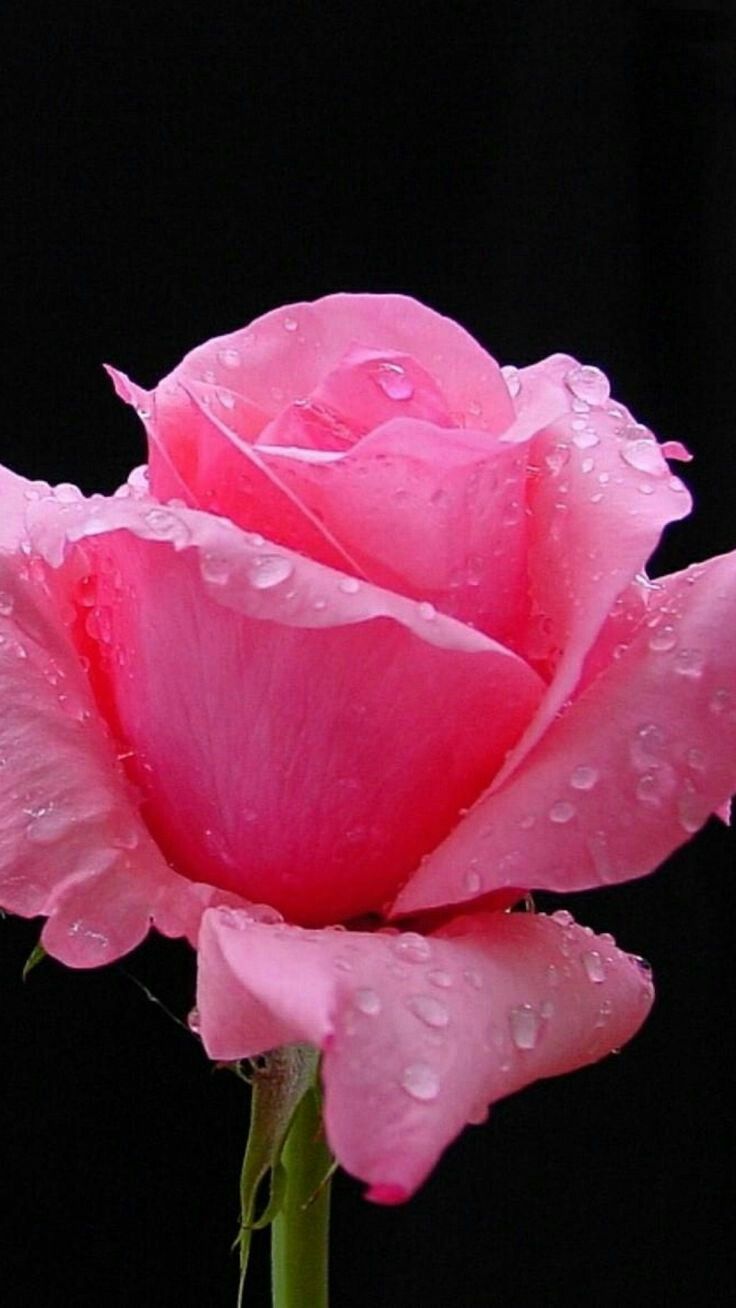 Real Pink Rose Flower - 736x1308 Wallpaper 