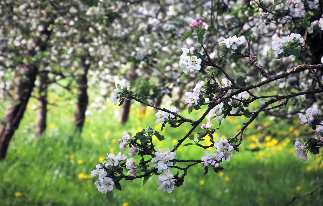 Photo Wallpaper Greens, Trees, Flowers, Branches, Spring, - Blossom - HD Wallpaper 