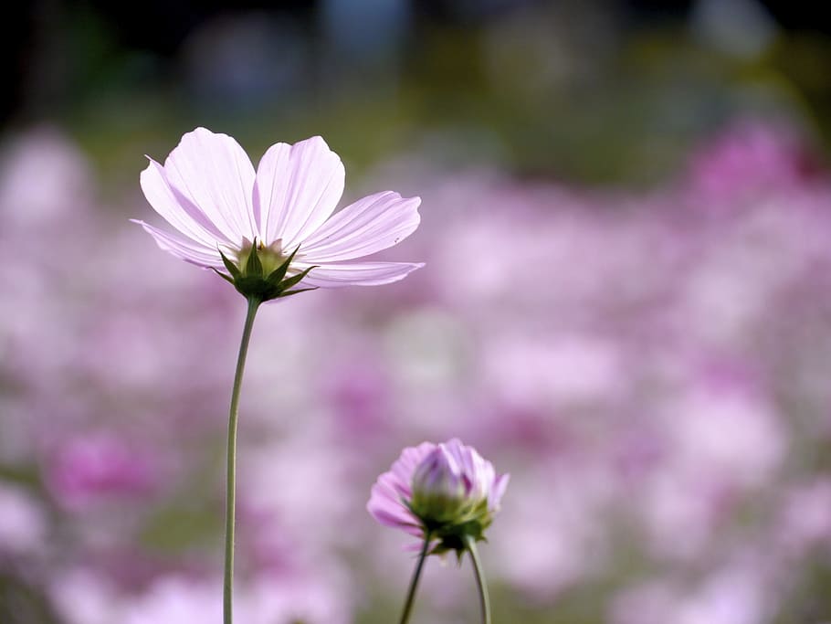 Pink Cosmos Flowers, One Flower, Flowering Plant, Freshness, - Jesus Loves You And Cares - HD Wallpaper 