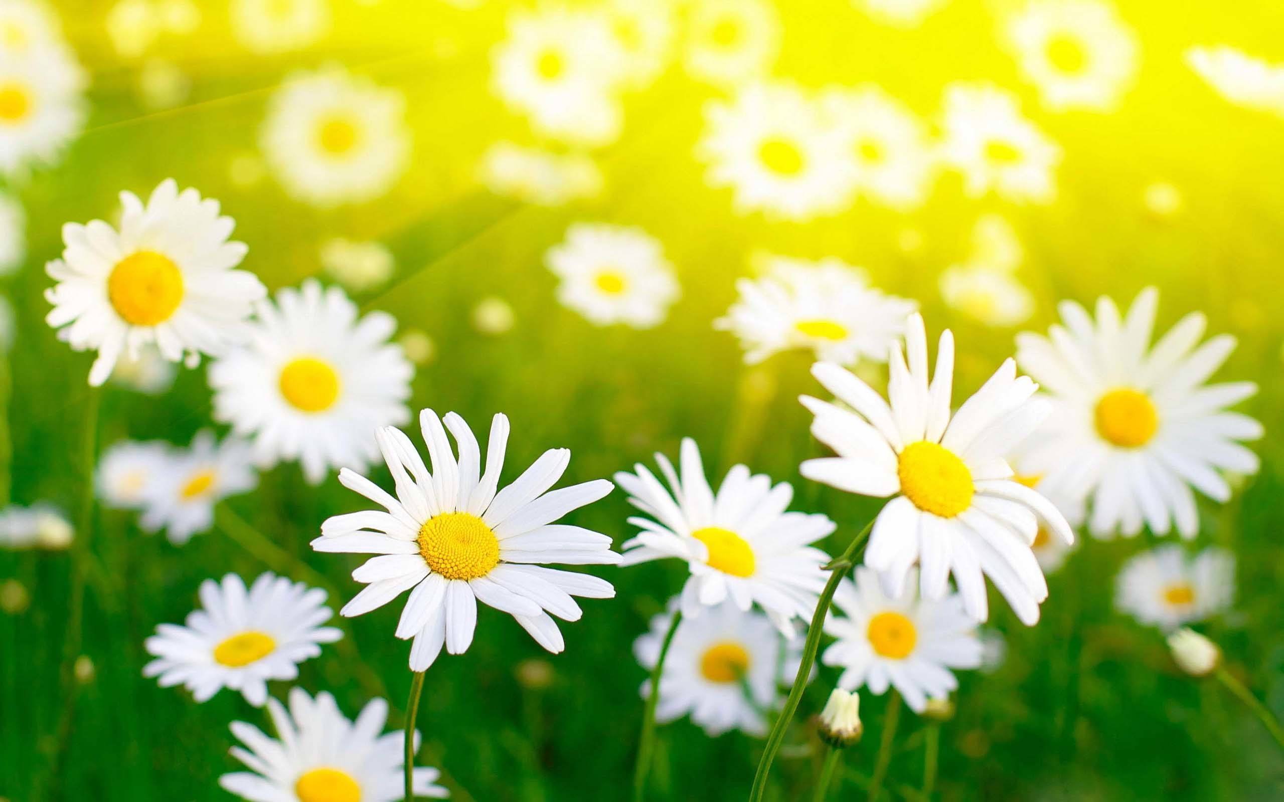 Leucanthemum Daisy Hd Desktop Free Download Images - High Resolution Daisies - HD Wallpaper 