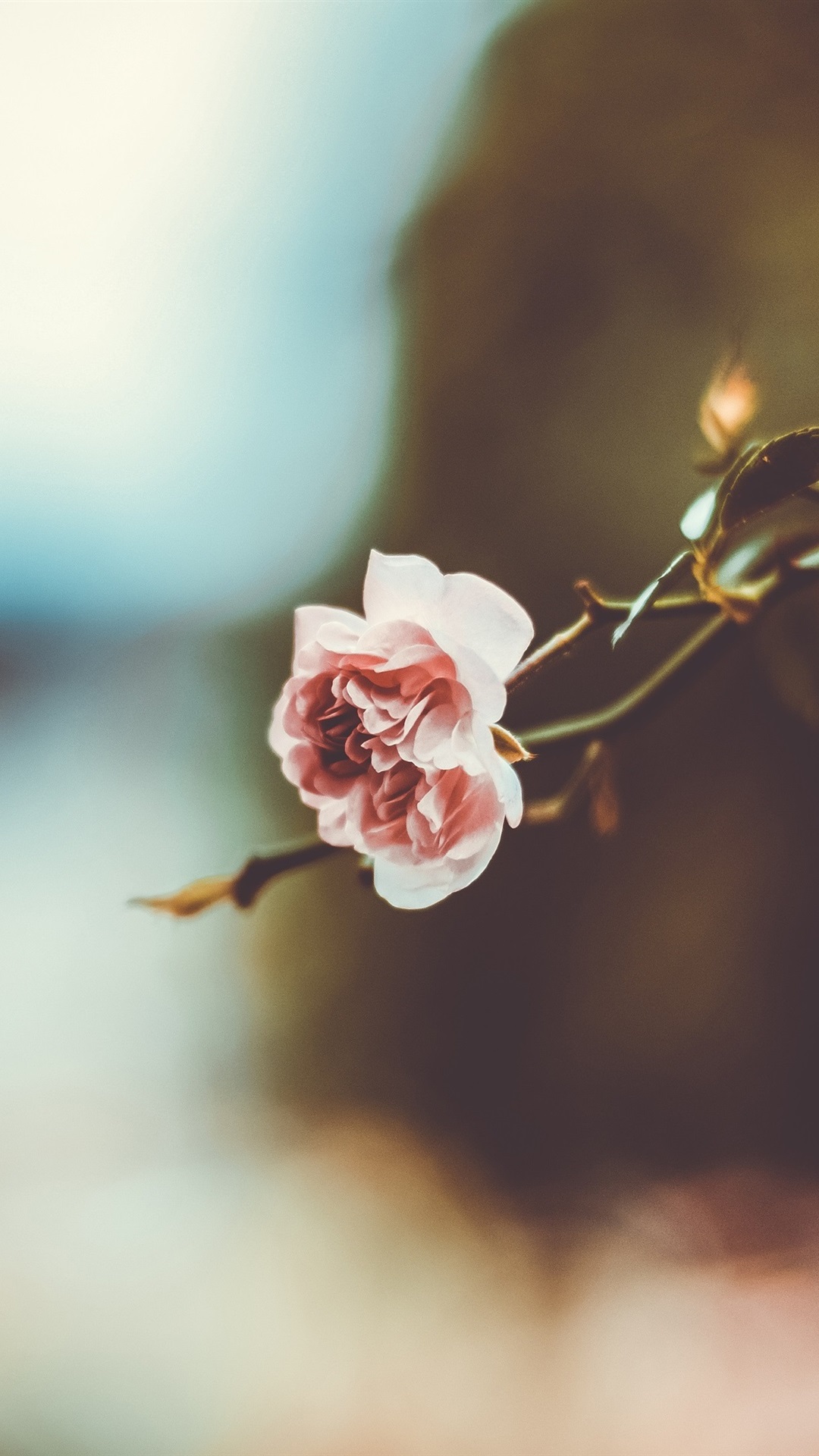 Iphone Wallpaper One Pink Rose, Blurry Background - 1 Corinthians 16 14 For Women - HD Wallpaper 