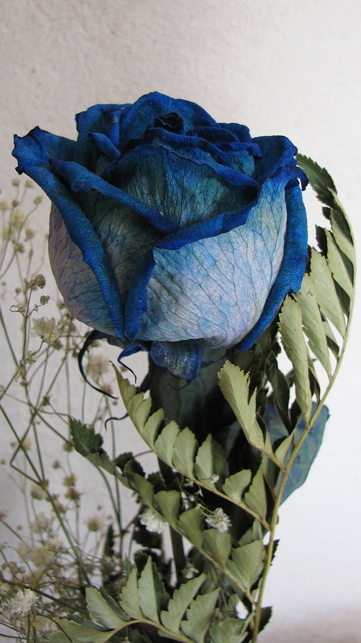 Apple Flower Wallpaper Blue - HD Wallpaper 