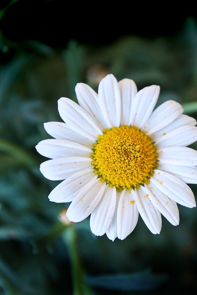 Daisies, Flower, Plant, Nature, Blossom, Bloom, Bloom - توصیه های رهبری به زوج های جوان - HD Wallpaper 