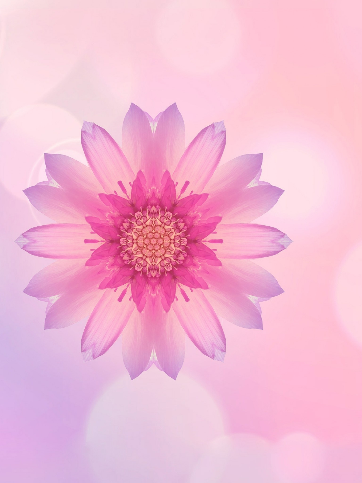 Huawei Honor 10 Stock Photo, Pink Flower - Pink Huawei Flower - HD Wallpaper 