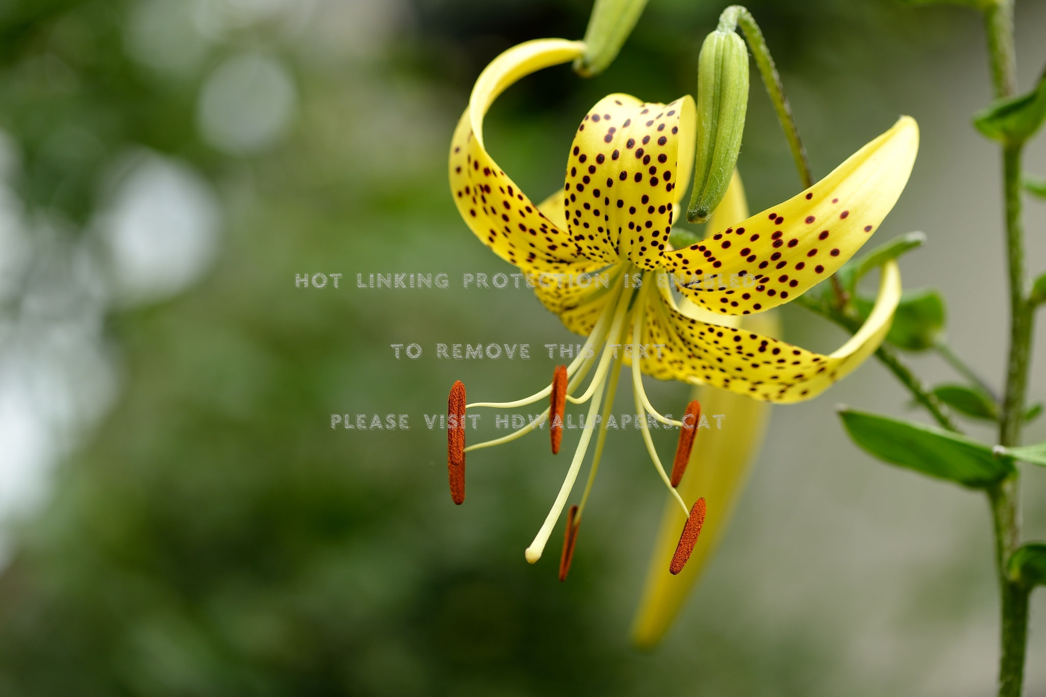 Yellow Orchid One Flower Nature - Tiger Lily - HD Wallpaper 