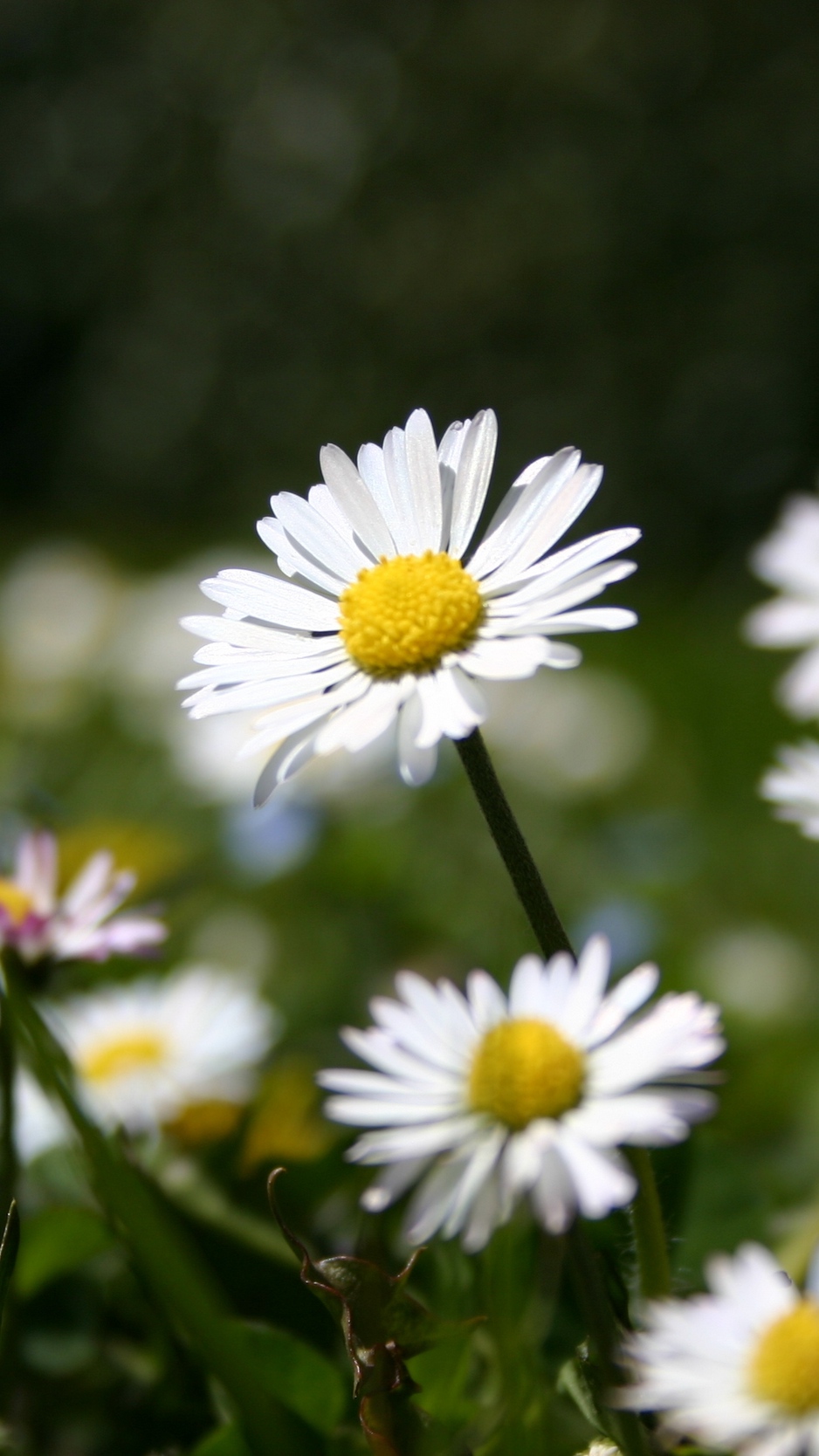 Wallpaper Daisies, Flowers, Meadow, Grass, Nature, - Nature Summer Iphone - HD Wallpaper 