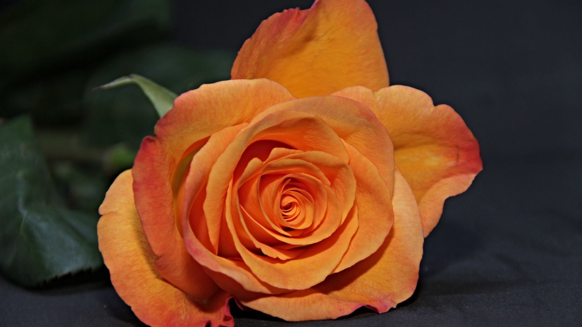 Orange Rose Close Up - Rose - HD Wallpaper 