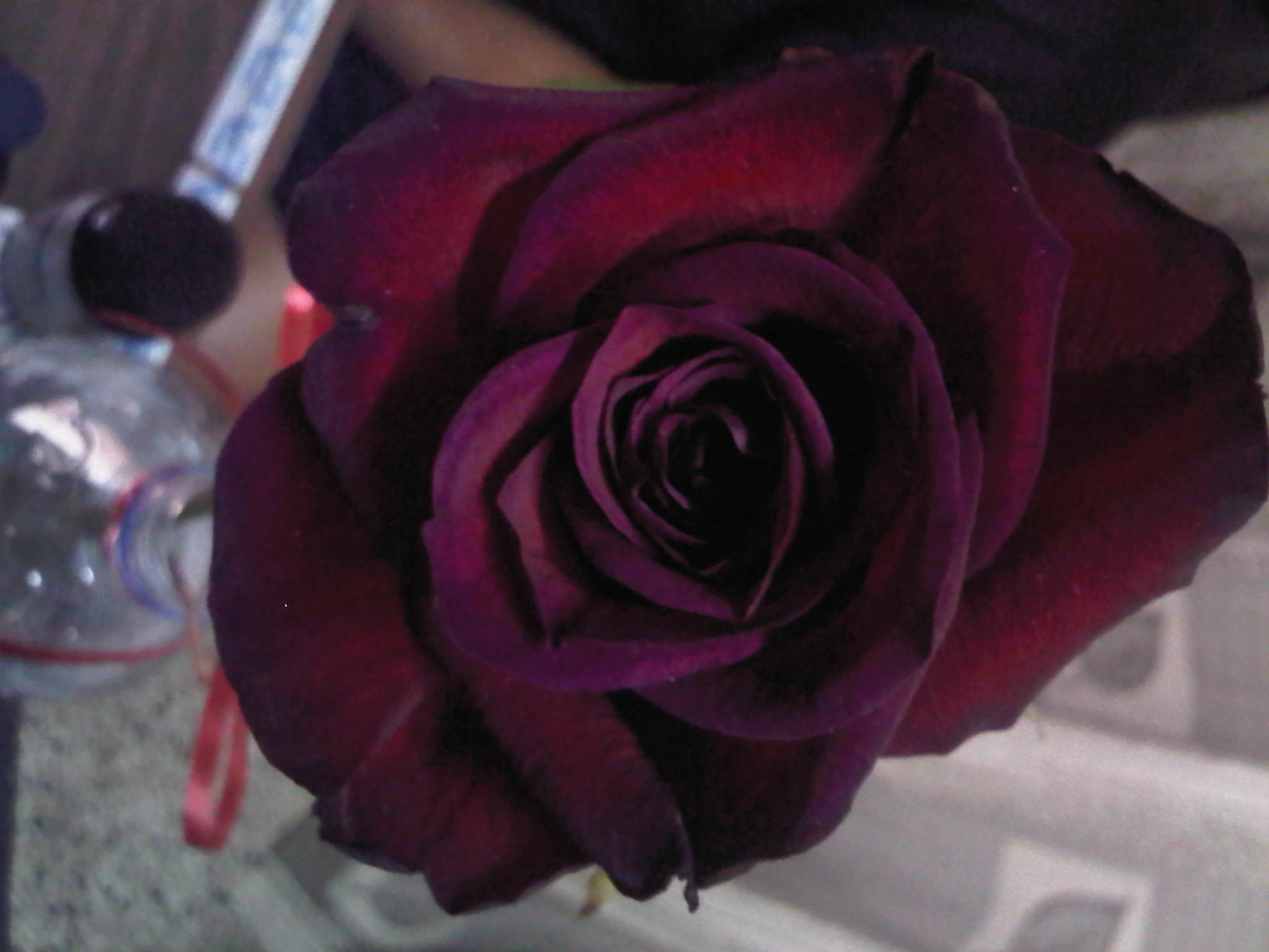 Garden Roses - HD Wallpaper 