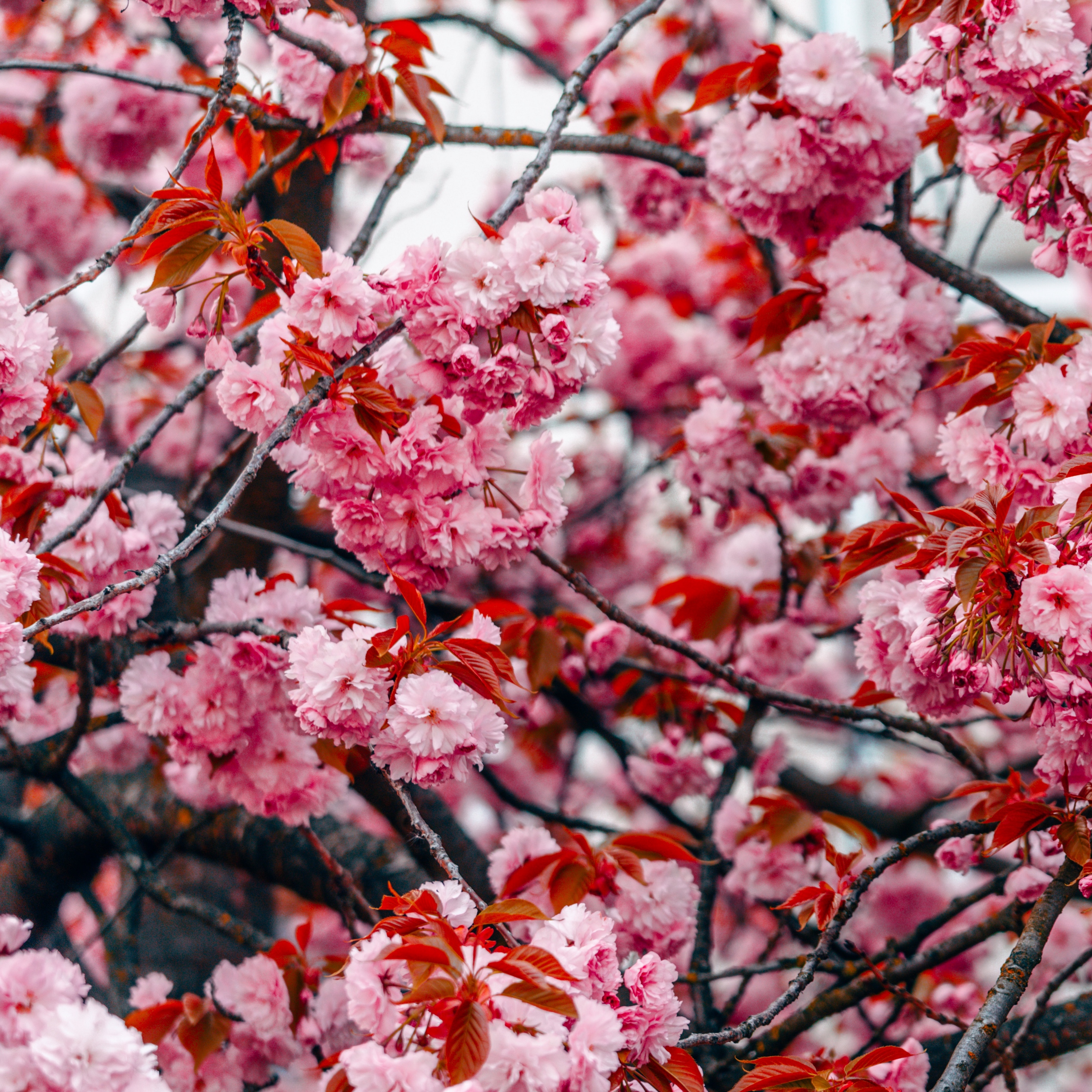 Wallpaper Flowers, Tree, Pink, Branches, Blooms, Spring - HD Wallpaper 