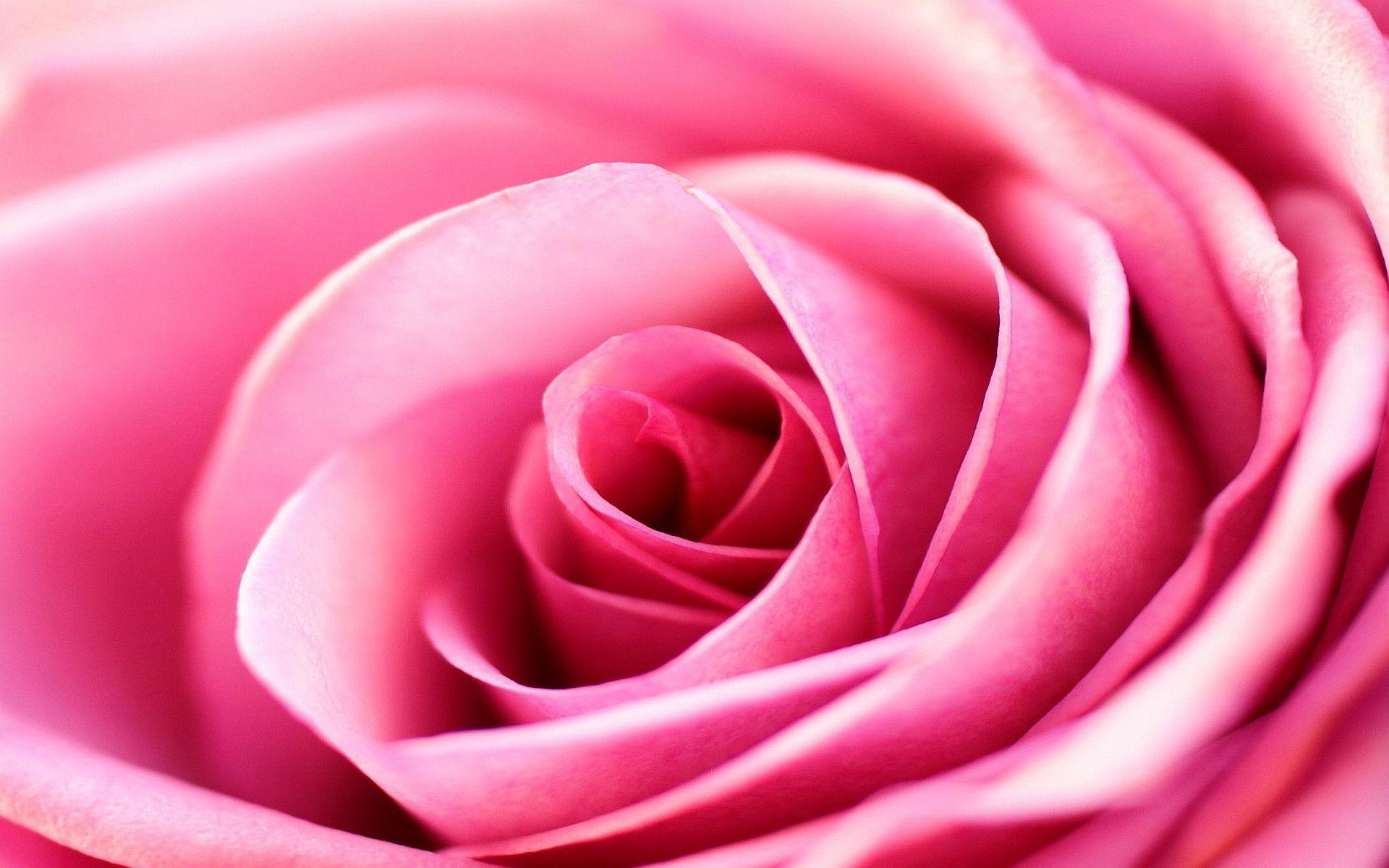 Rose Background Wallpaper - Light Pink Rose Hd - 1920x1200 Wallpaper -  