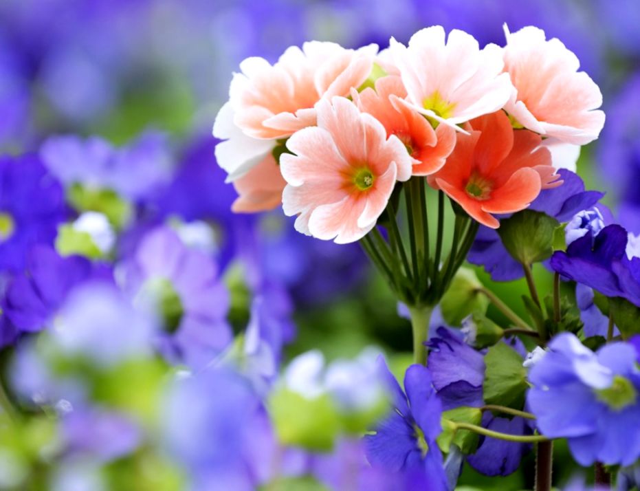 Spring Flowers Wallpapers Hd Pictures One Hd Wallpaper - Spring Flower Nature Background - HD Wallpaper 
