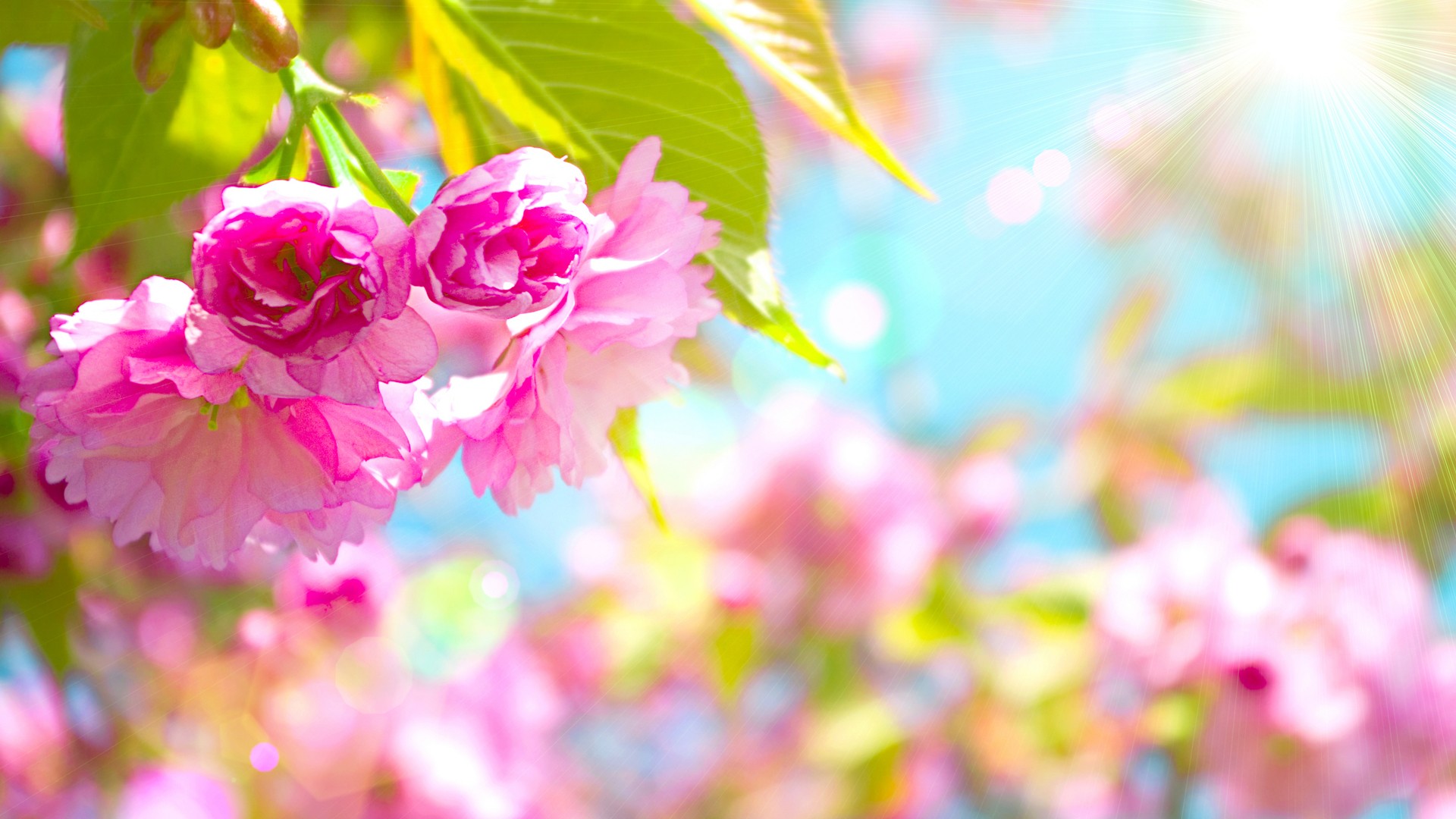 Wallpapers Spring Flowers - Spring Desktop Backgrounds - HD Wallpaper 