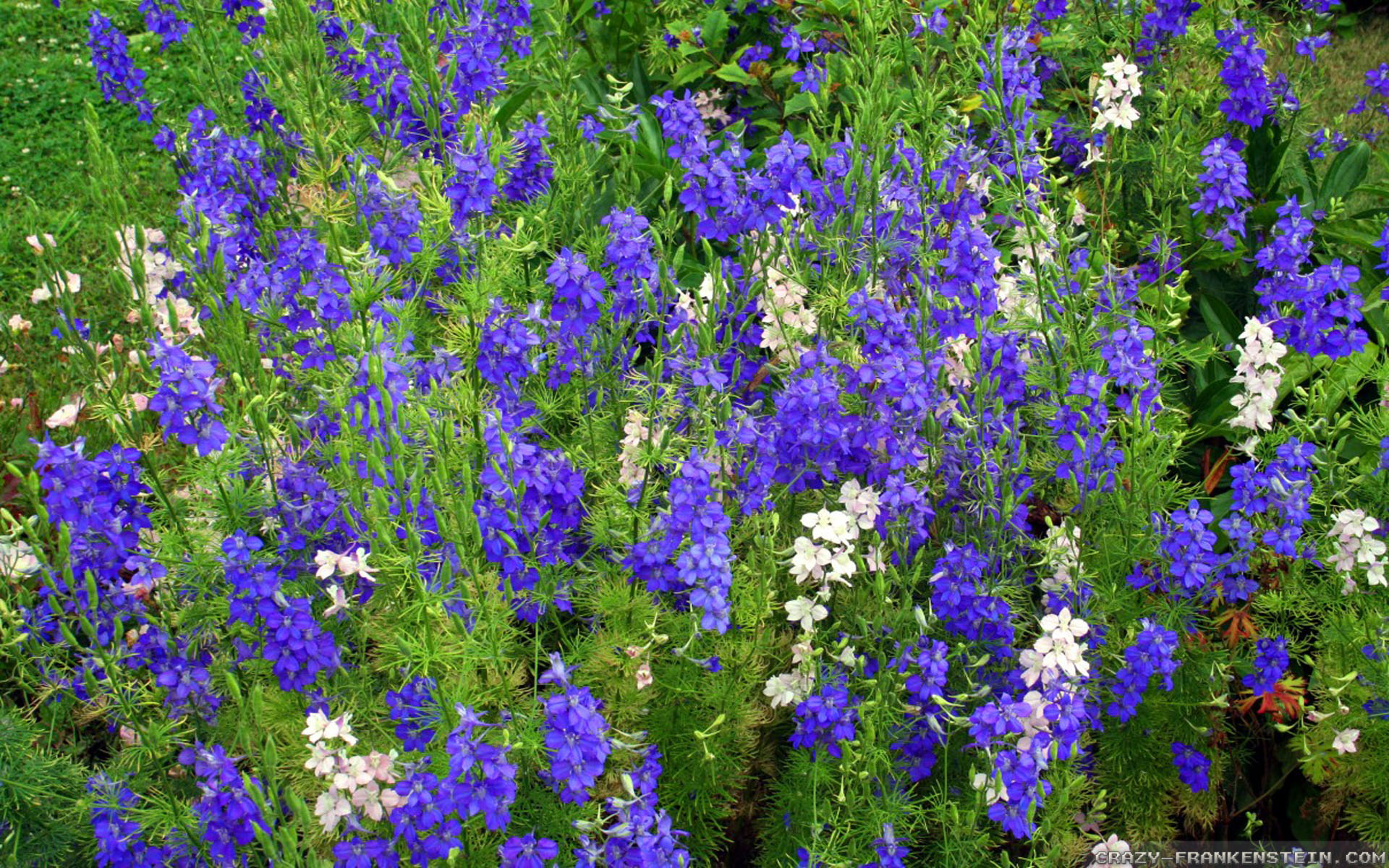 Blue Spring Flowers - HD Wallpaper 