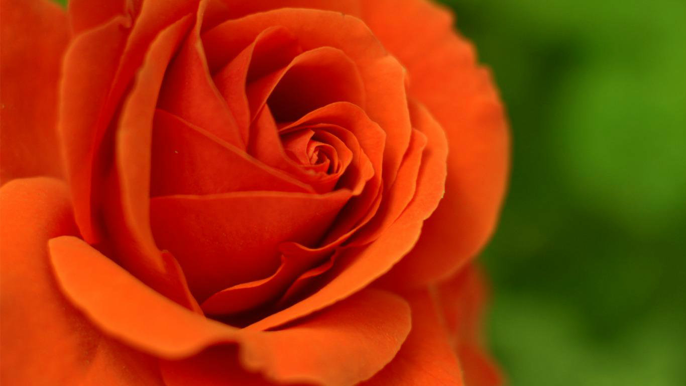 Beautiful Orange Rose Flowers - HD Wallpaper 