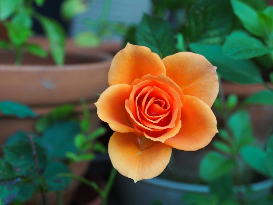 Orange Rose Image Hd - HD Wallpaper 