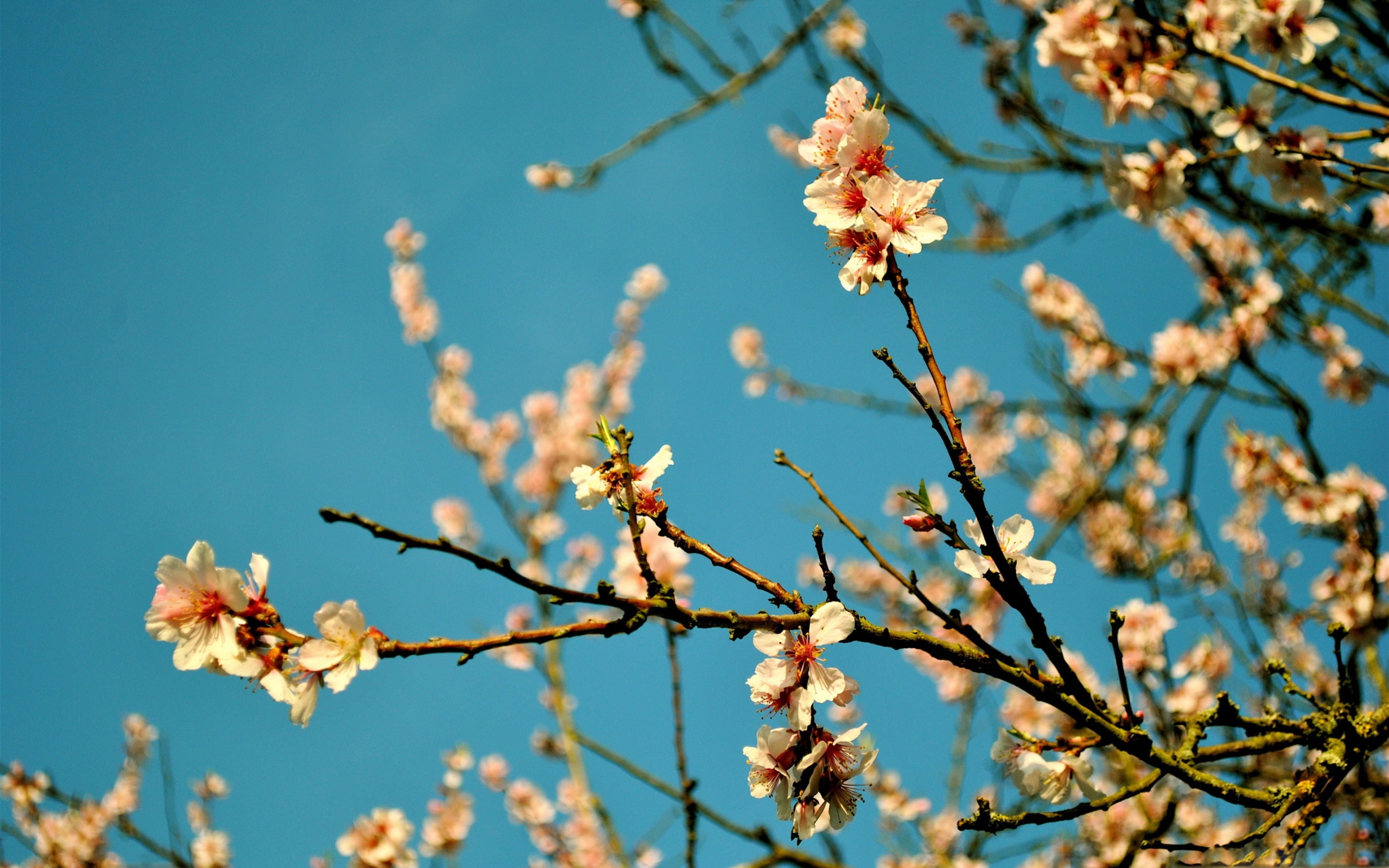 Peach Blossom High Resolution - HD Wallpaper 
