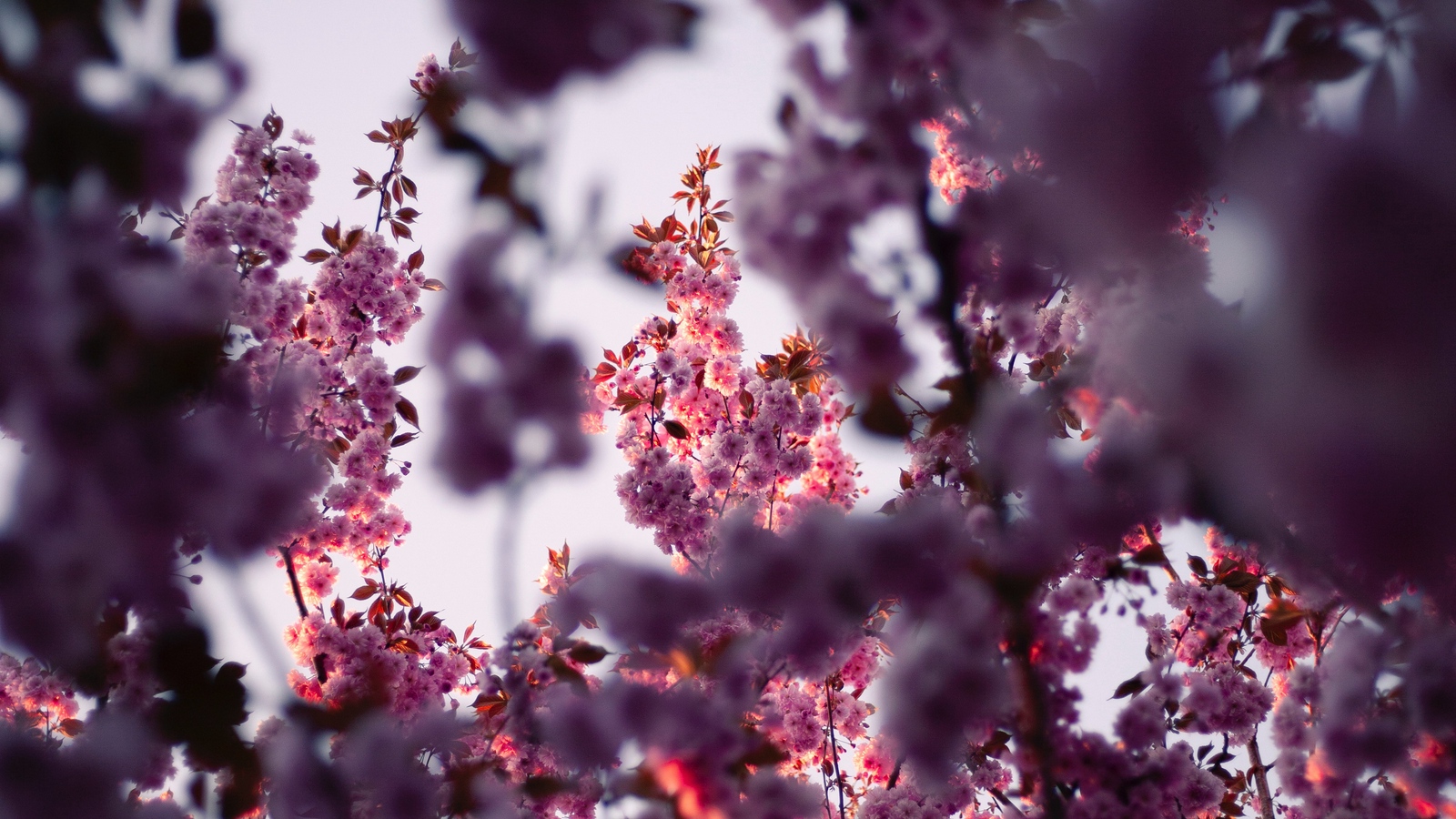 Wallpaper Flowers, Branches, Pink, Tree, Flowering, - Hd Обои Цветы - HD Wallpaper 