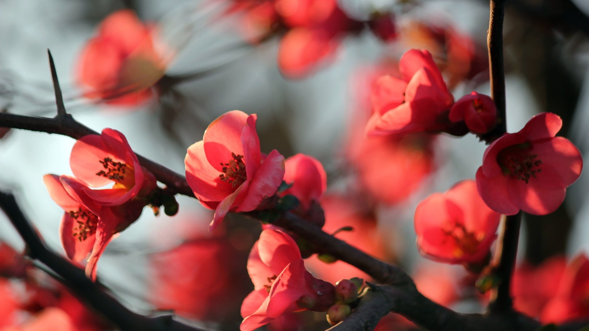 Red Flowers Spring - HD Wallpaper 