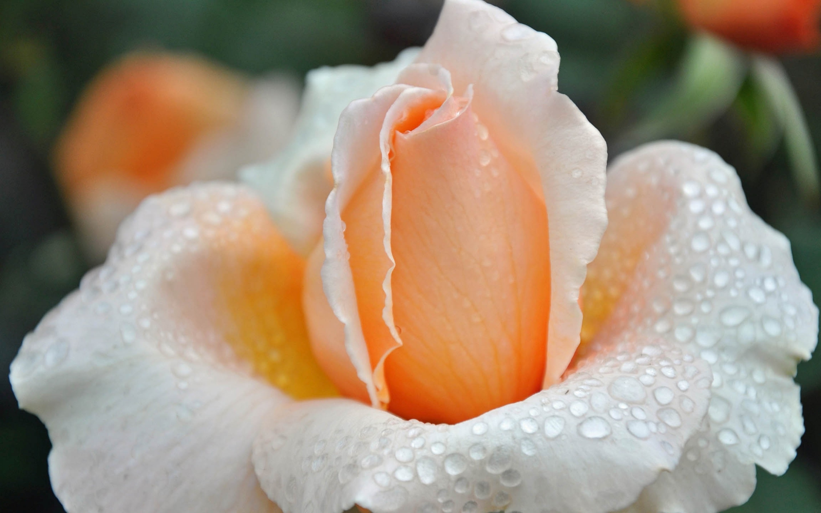 Orange Rose 4k - HD Wallpaper 
