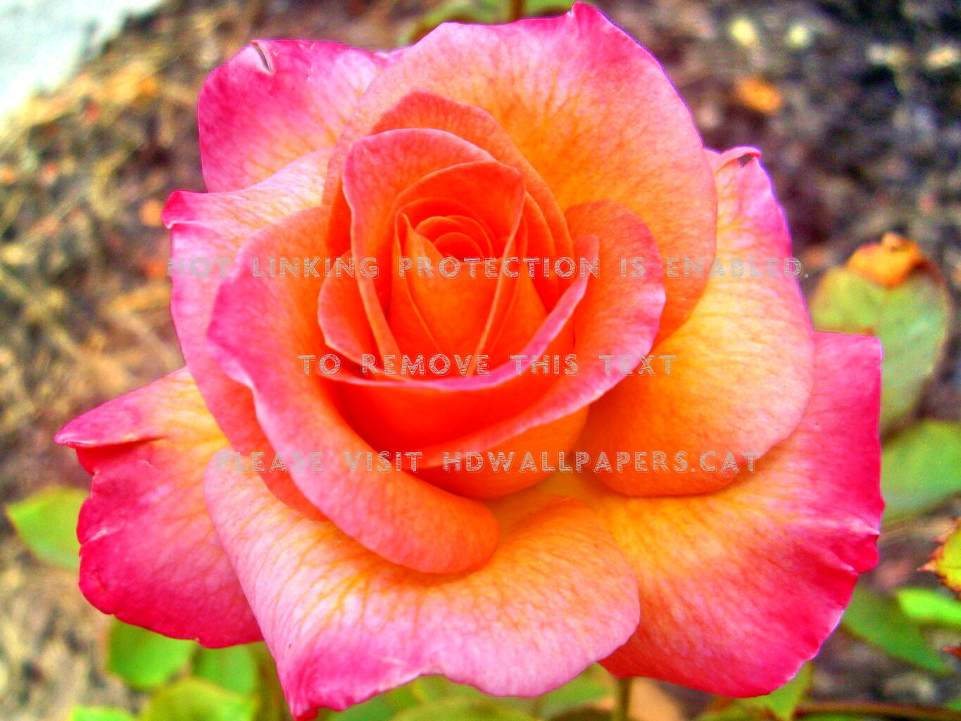 Pretty Rose Beauty Beautiful Orange Oraange - Floribunda - HD Wallpaper 