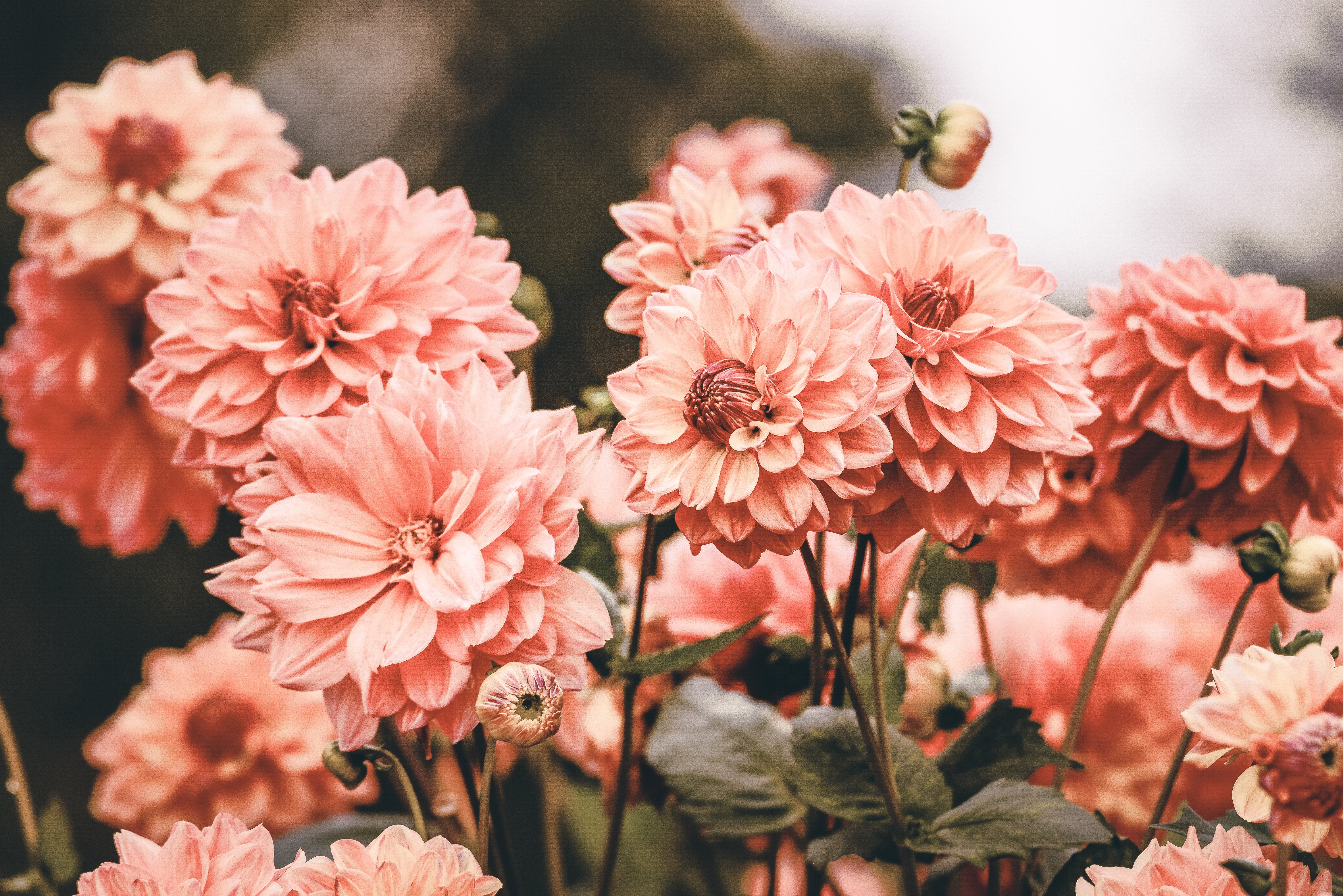 Flowers Spring Wallpapers - HD Wallpaper 