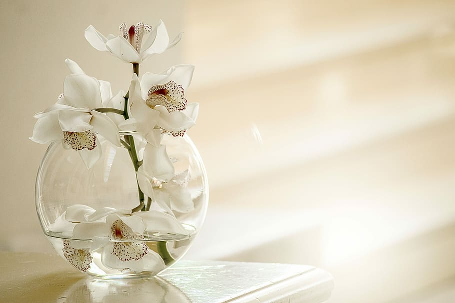 Clear Glass Vase With White Flowers, Orchid, Nature, - Birthday Wishes New 2019 - HD Wallpaper 