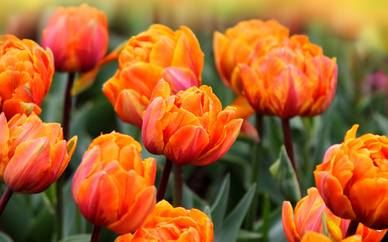 Orange Tulips Flowers Spring - Orange Tulips Paintings - HD Wallpaper 