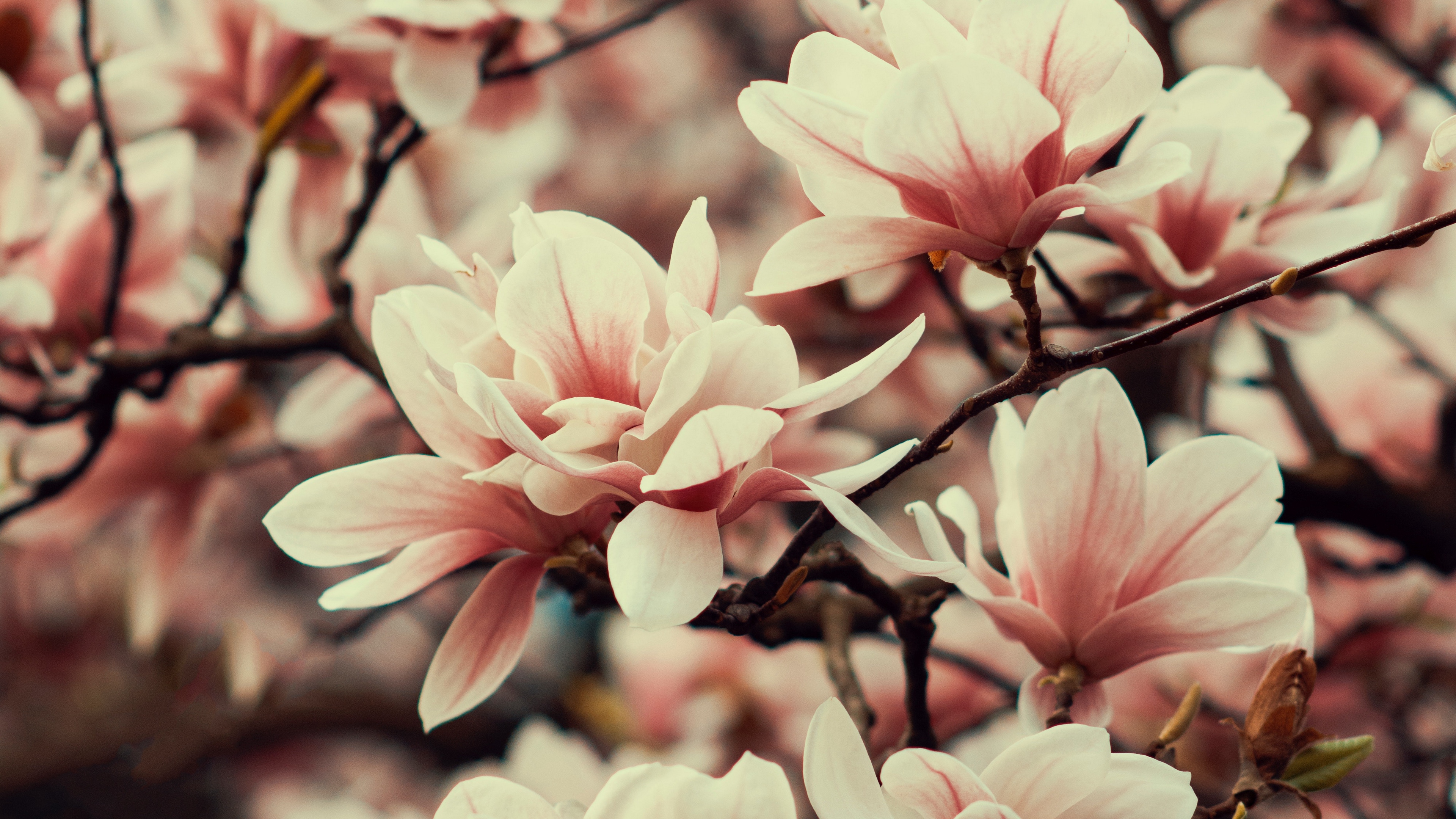Wallpaper Magnolia, Flowers, Branches, Plant, Flowering, - Realme 5 Wallpaper Full Hd - HD Wallpaper 