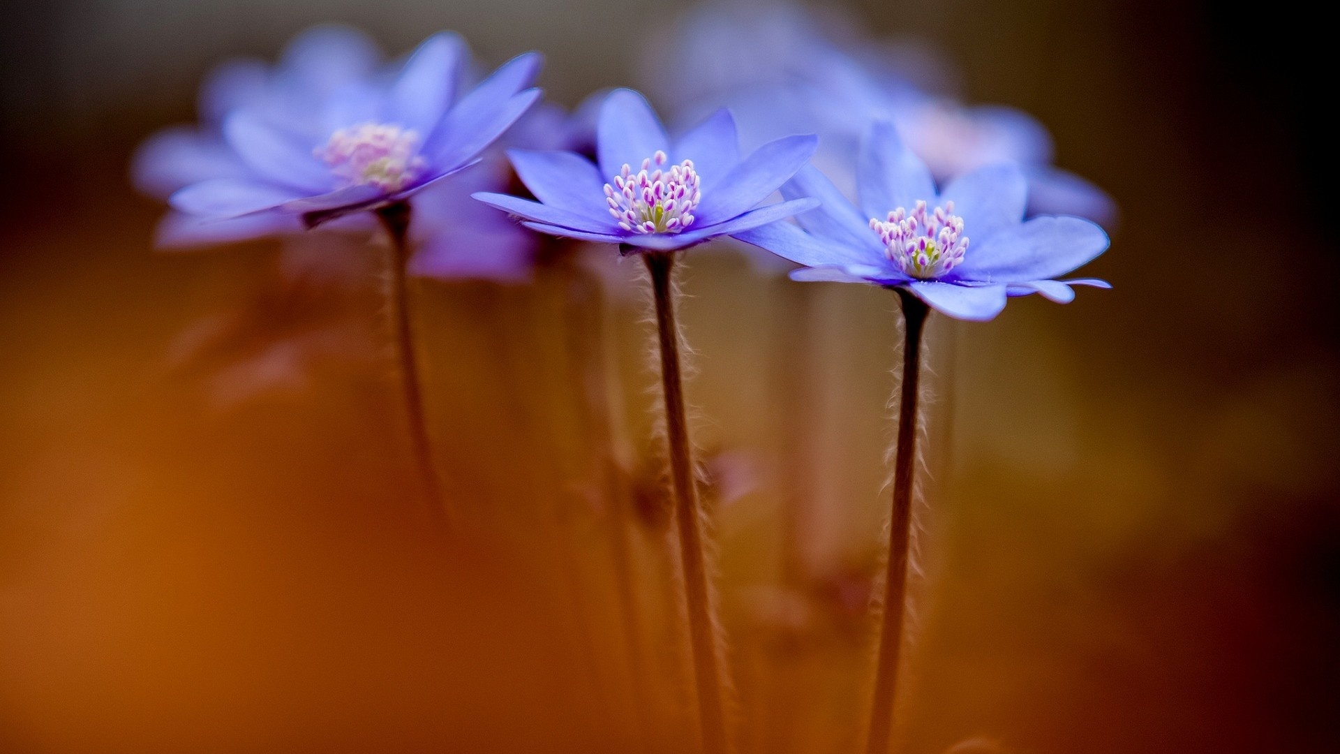 Anemone Hepatica Flowers Spring - Spring Flowers 1080 * 1920 - HD Wallpaper 
