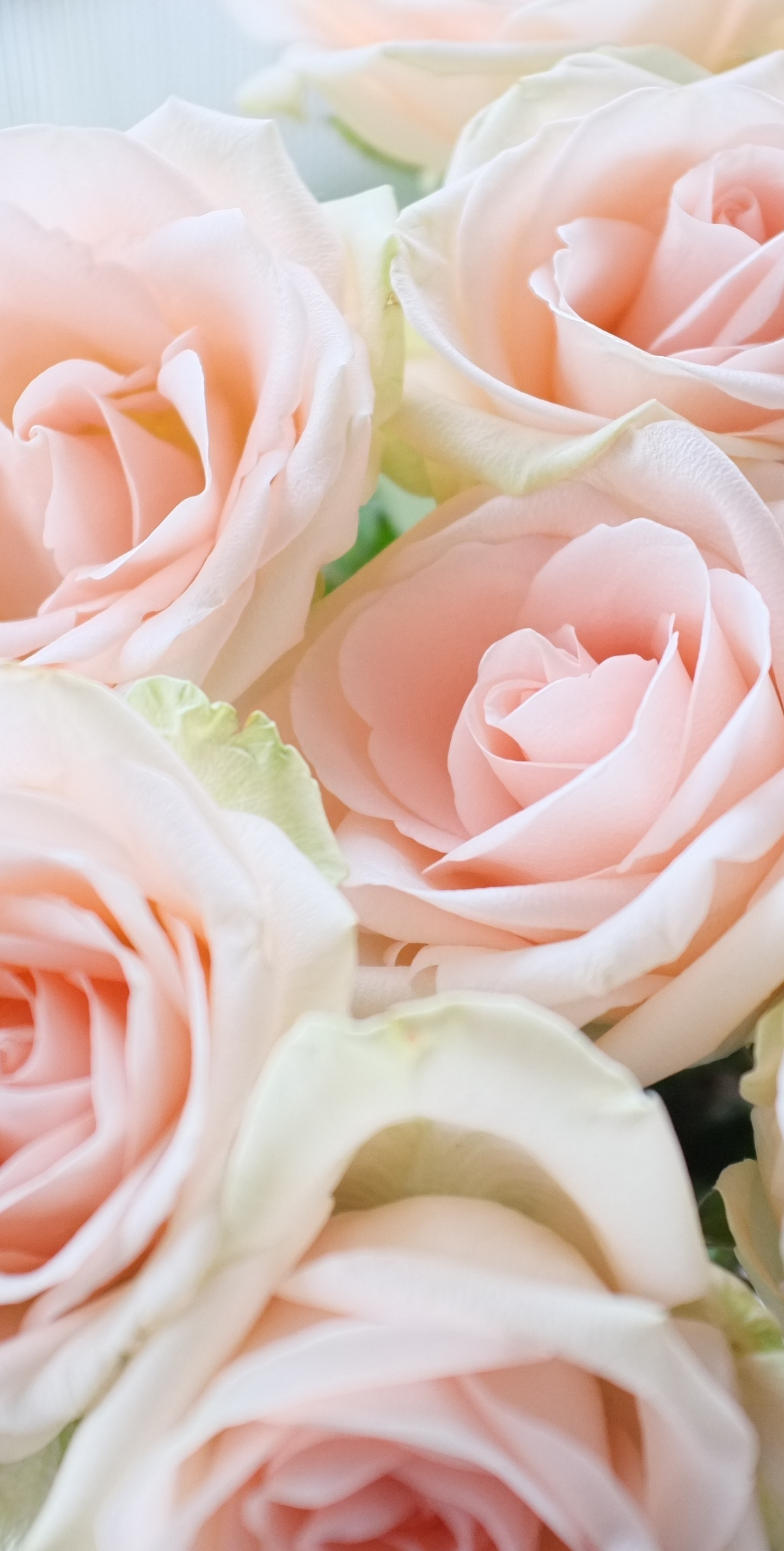Light Pink, Roses, Bouquet, Wallpaper - Light Pink Rose Background - HD Wallpaper 