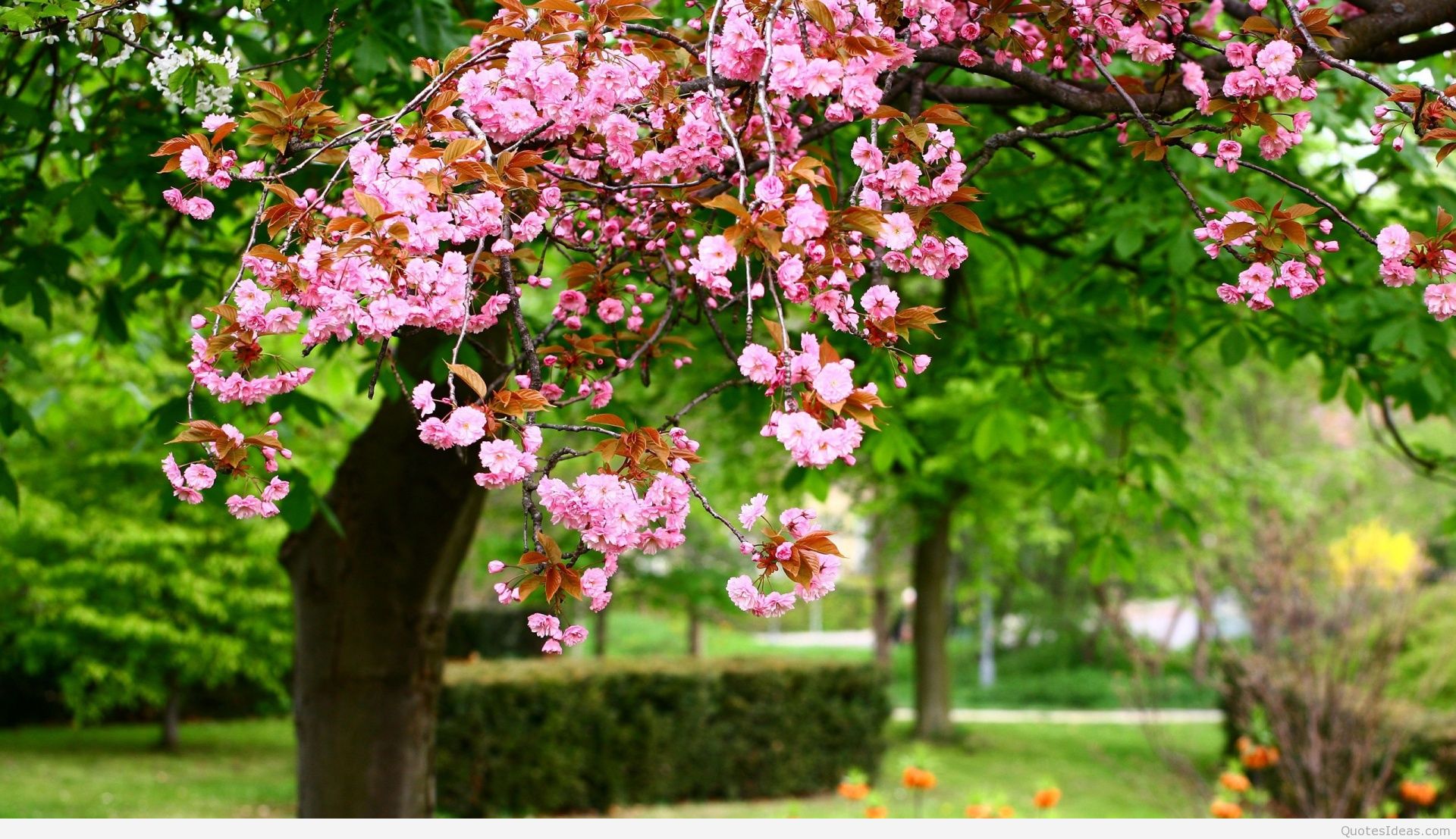 Pink Flowers Spring Wallpapers - Amazing Garden Background - HD Wallpaper 
