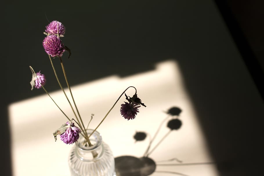 Dry Flower, Globe Amaranth, Light, Shadow, Window, - HD Wallpaper 