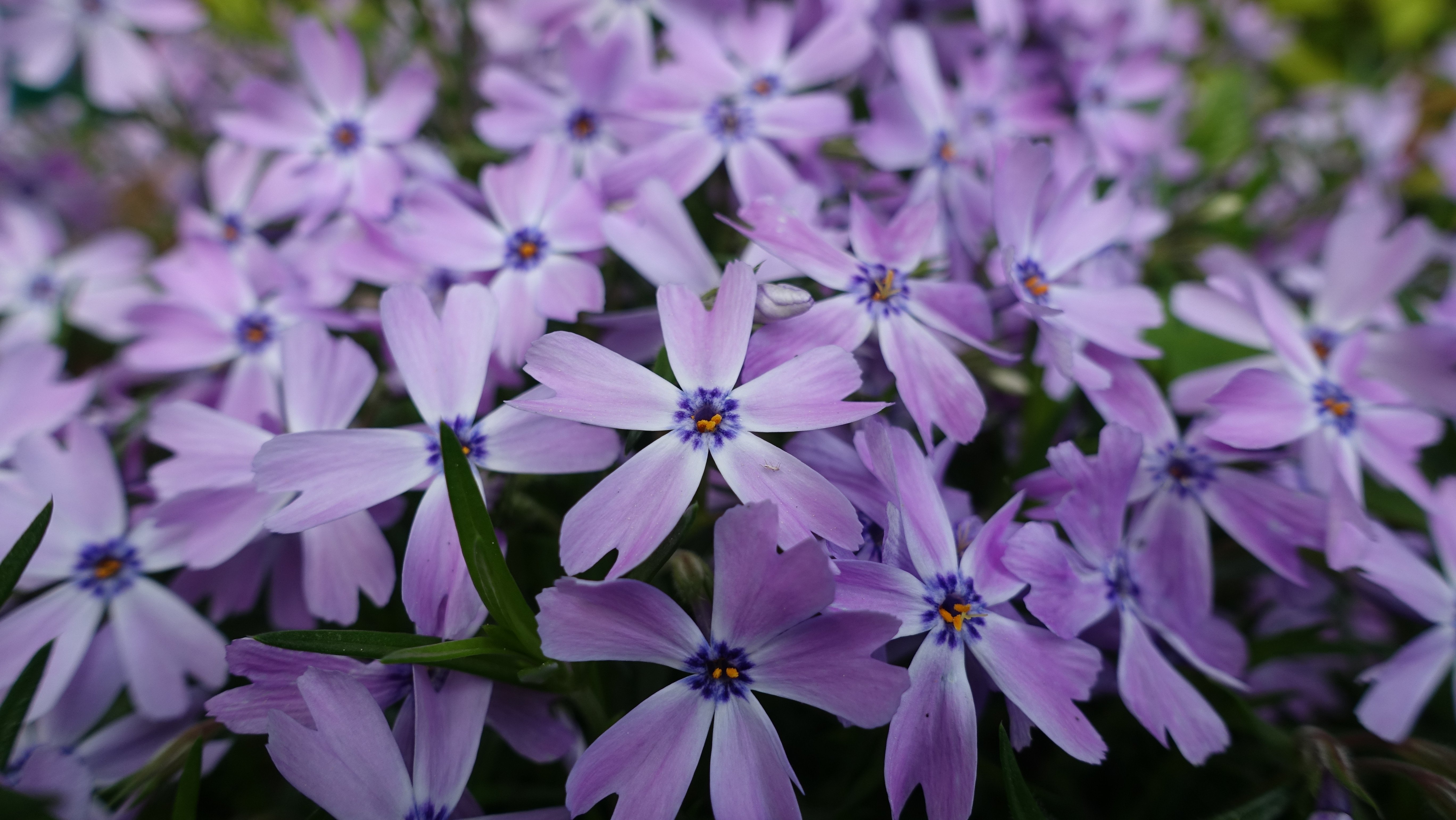 This Flowers From My Garden Look Like A Default Windows - HD Wallpaper 