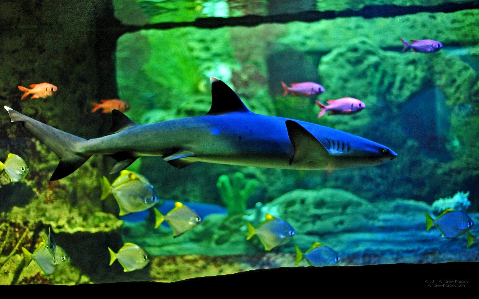 Live Wallpaper For Windows 7 Aquarium - Squaliformes - HD Wallpaper 