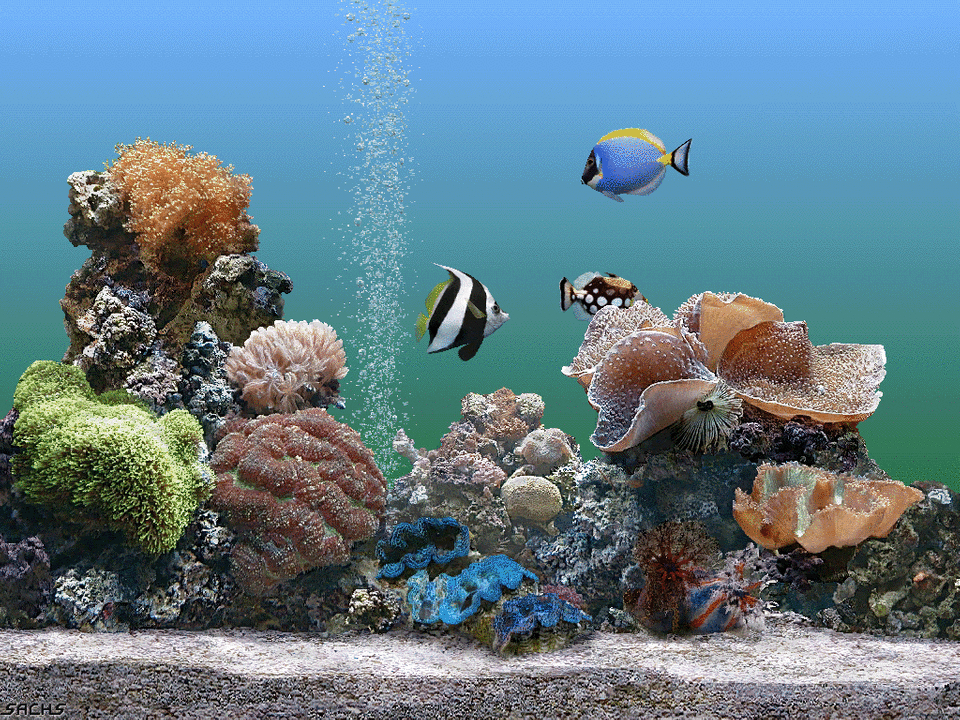 Aquarium Wallpaper Free Download - HD Wallpaper 