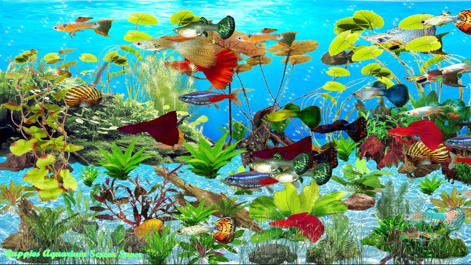Aquarium Screen - HD Wallpaper 