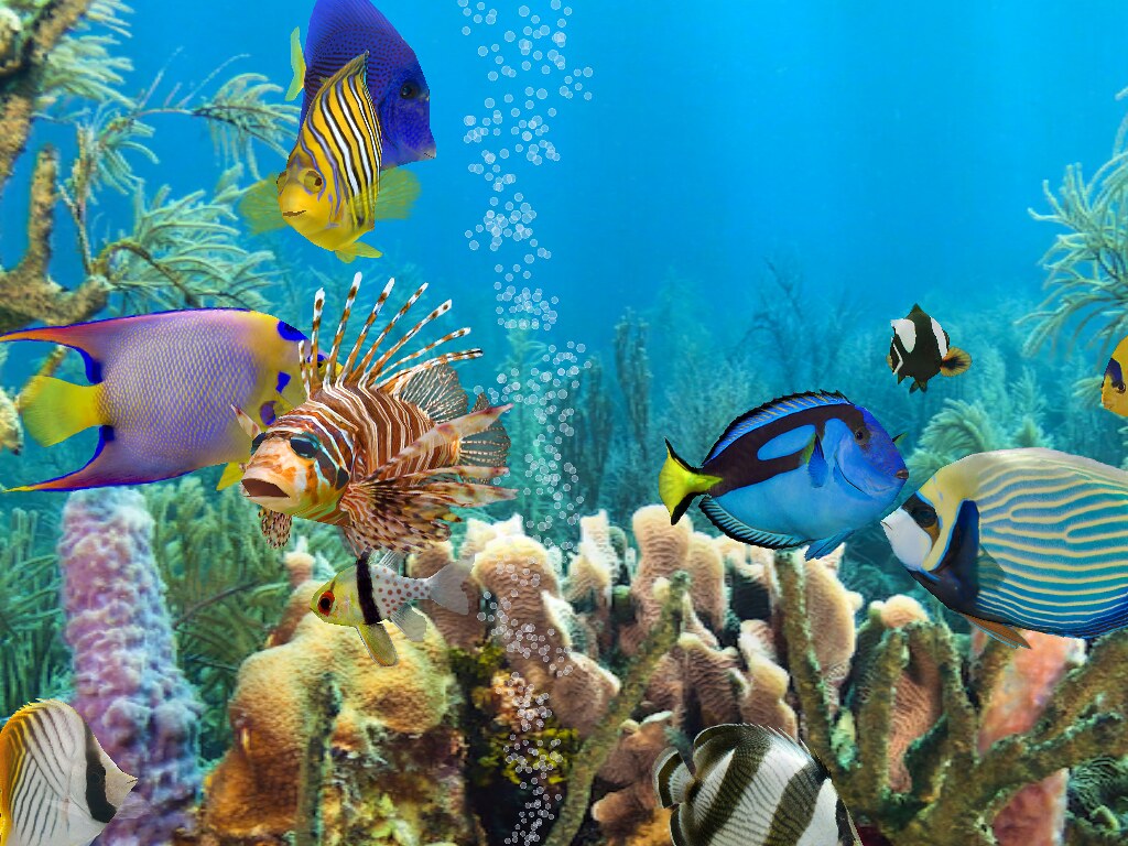 Coral Reef Fish - HD Wallpaper 