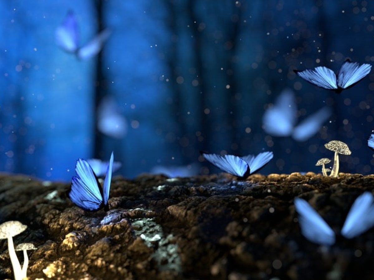 Butterfly Garden - HD Wallpaper 