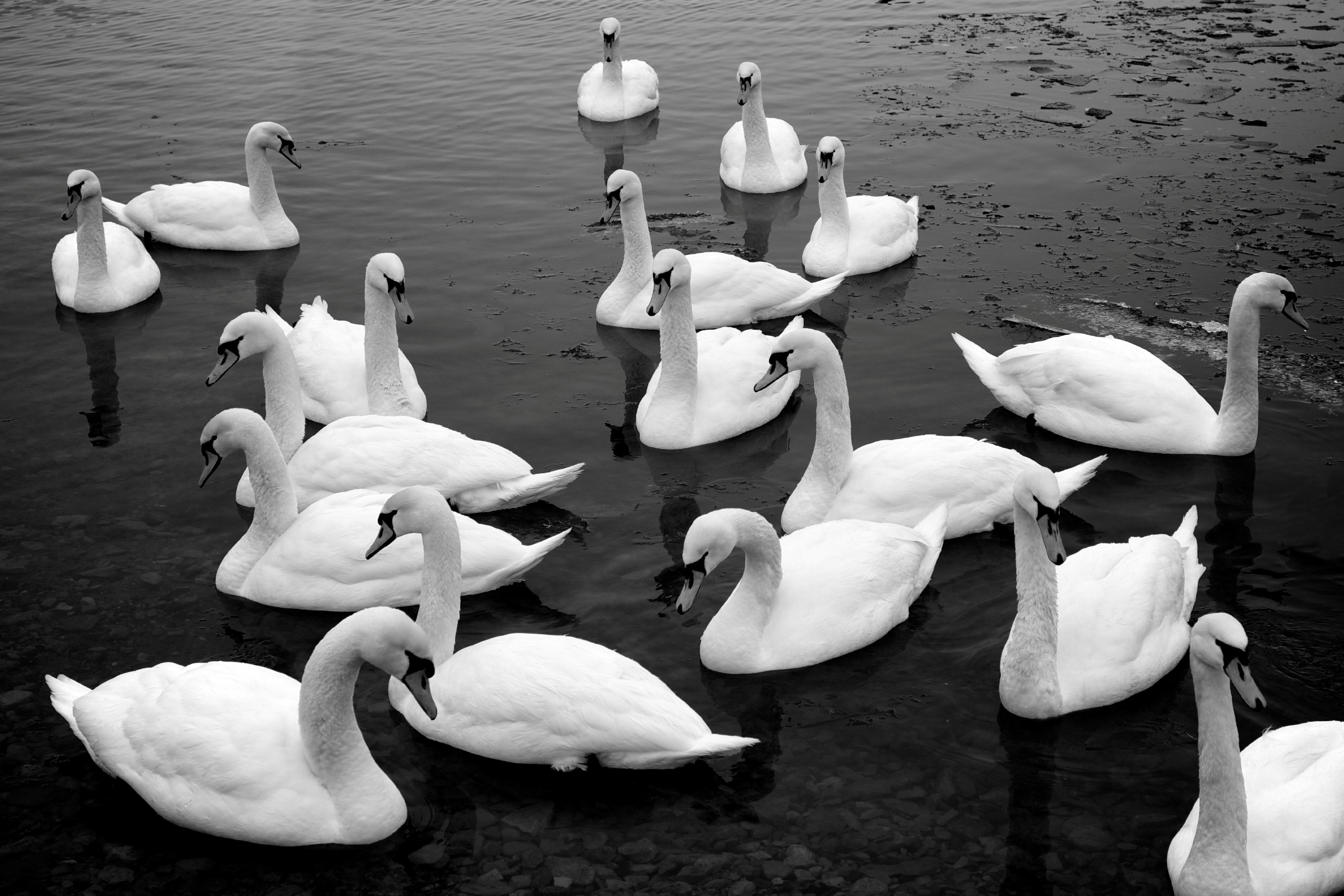 Group Of Swan In Lake Hd Image - Drift Of Swans - HD Wallpaper 