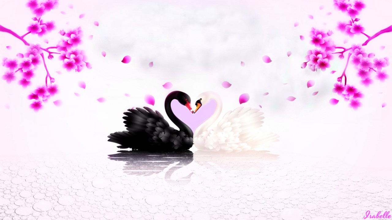 Swans In Love Wallpapers - Swan Love - HD Wallpaper 
