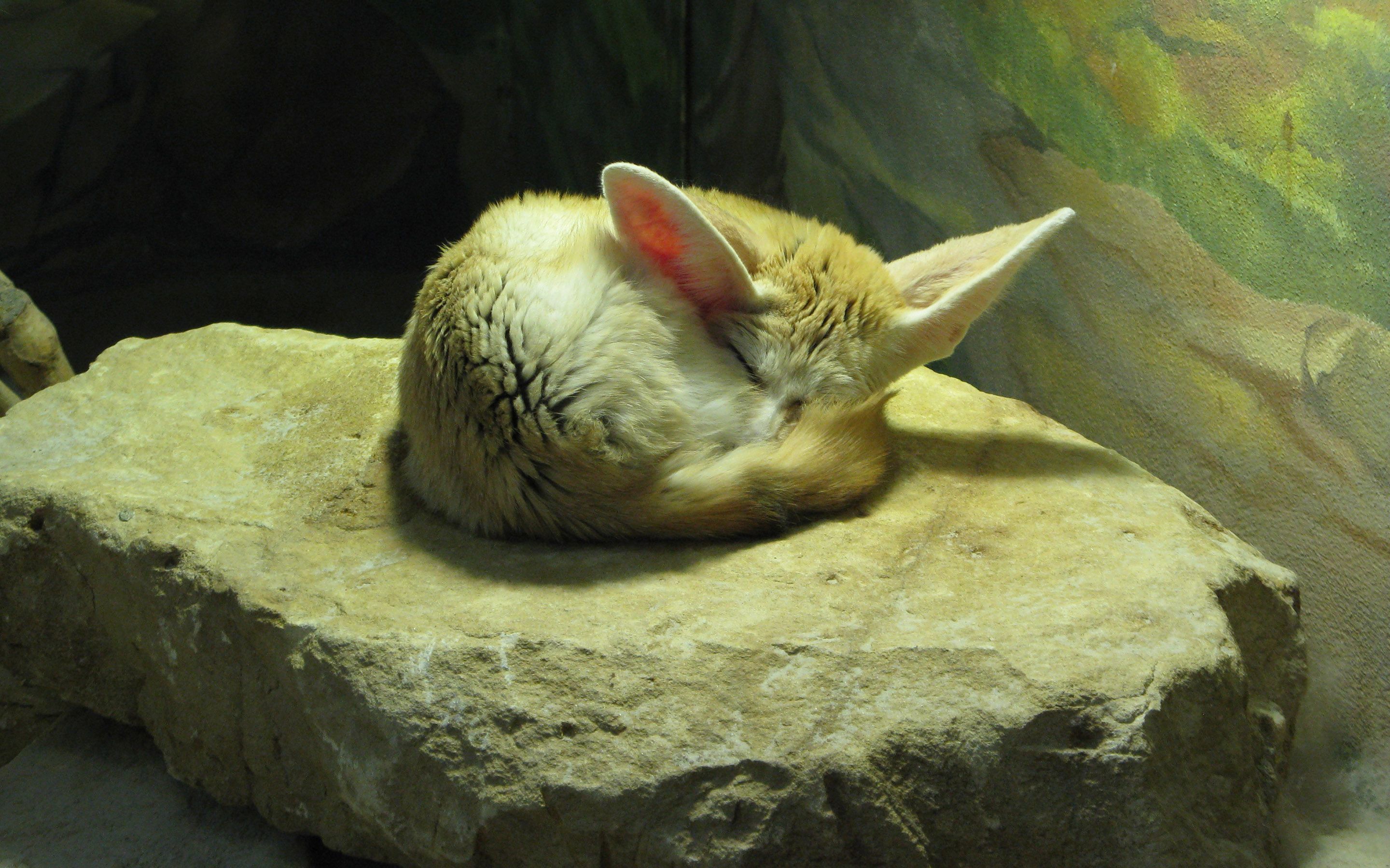 Cockatiel - HD Wallpaper 