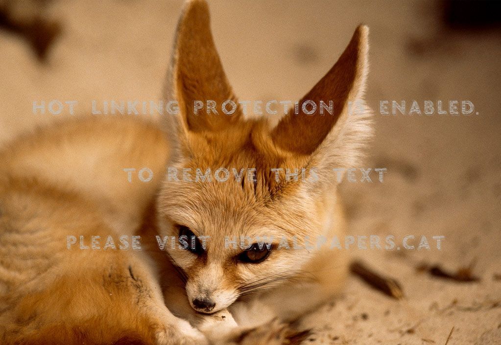Fennec Fox Foxes Big Ears Animals - Awesome Facts About Fennec Foxes -  1023x705 Wallpaper 