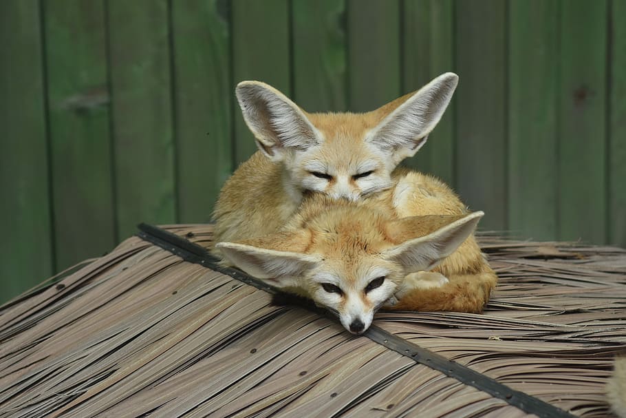 Two Beige Fennec Fox On Roof, Desert Fox, Zoo, Animal, - Fennec Fox - HD Wallpaper 