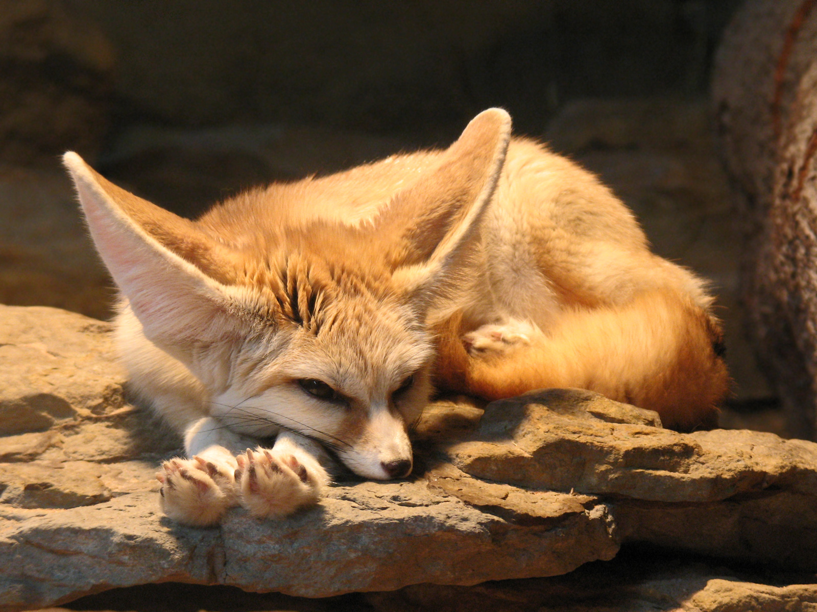 Download Vulpes Zerda Teahub Io Download Vulpes Zerda Teahub Io