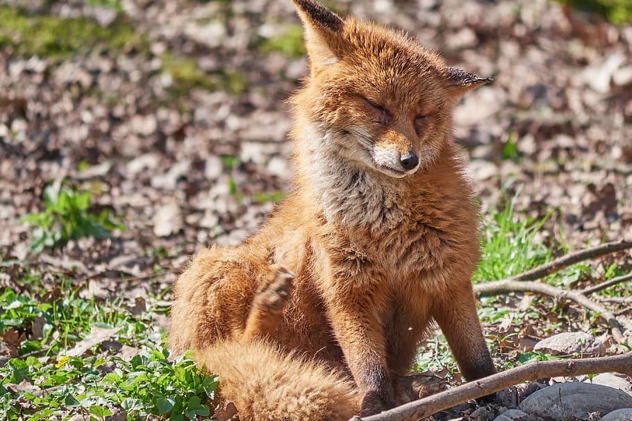 Fennec Fox, Fuchs, Smart, Torn, Forest, Wild Animal, - Fox - HD Wallpaper 